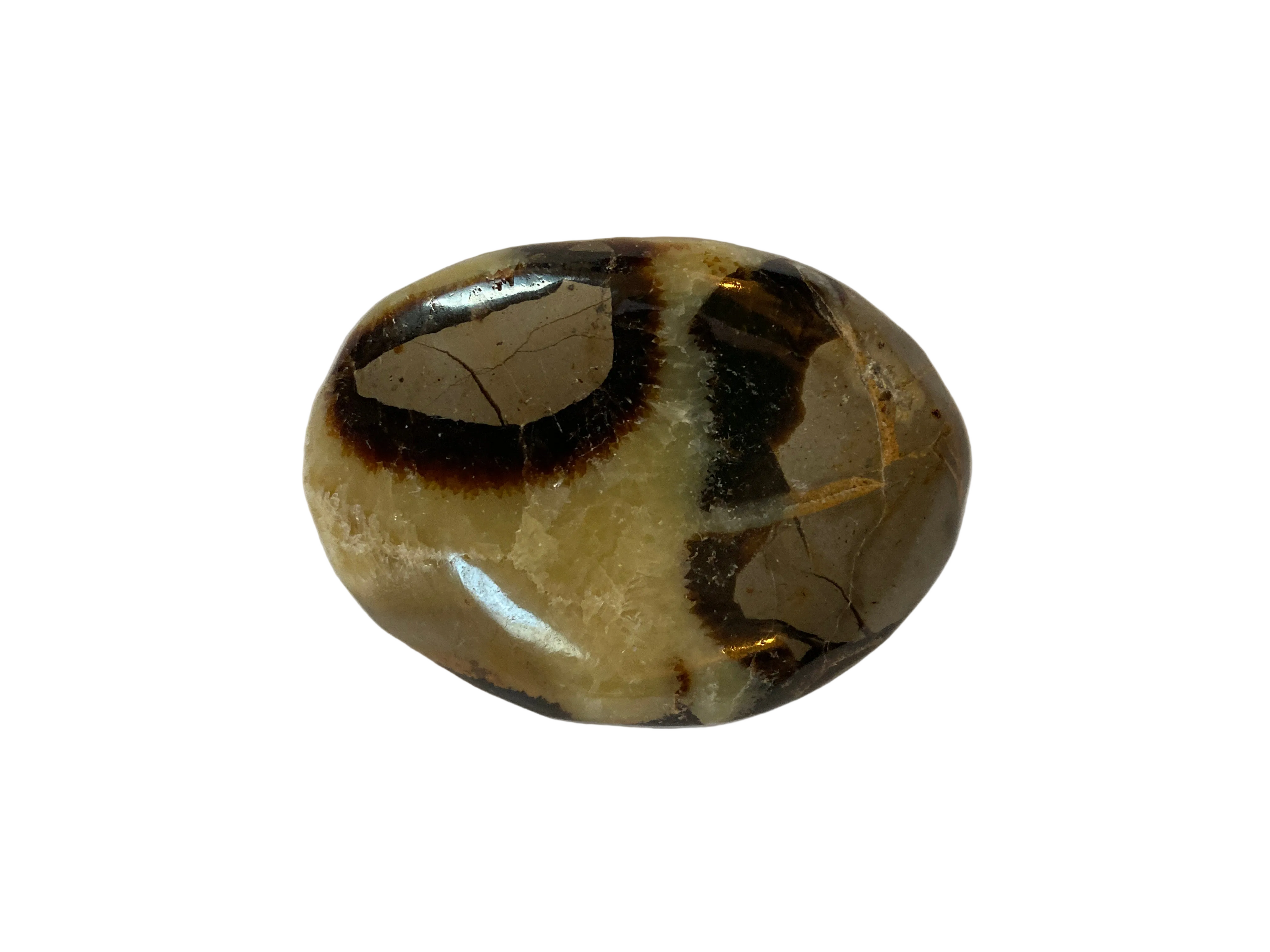 Septarian Palm Stone - 2.5 inch